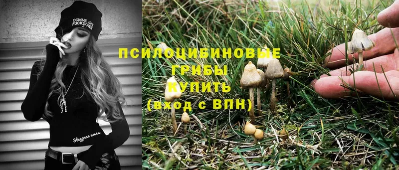 Галлюциногенные грибы прущие грибы  Москва 